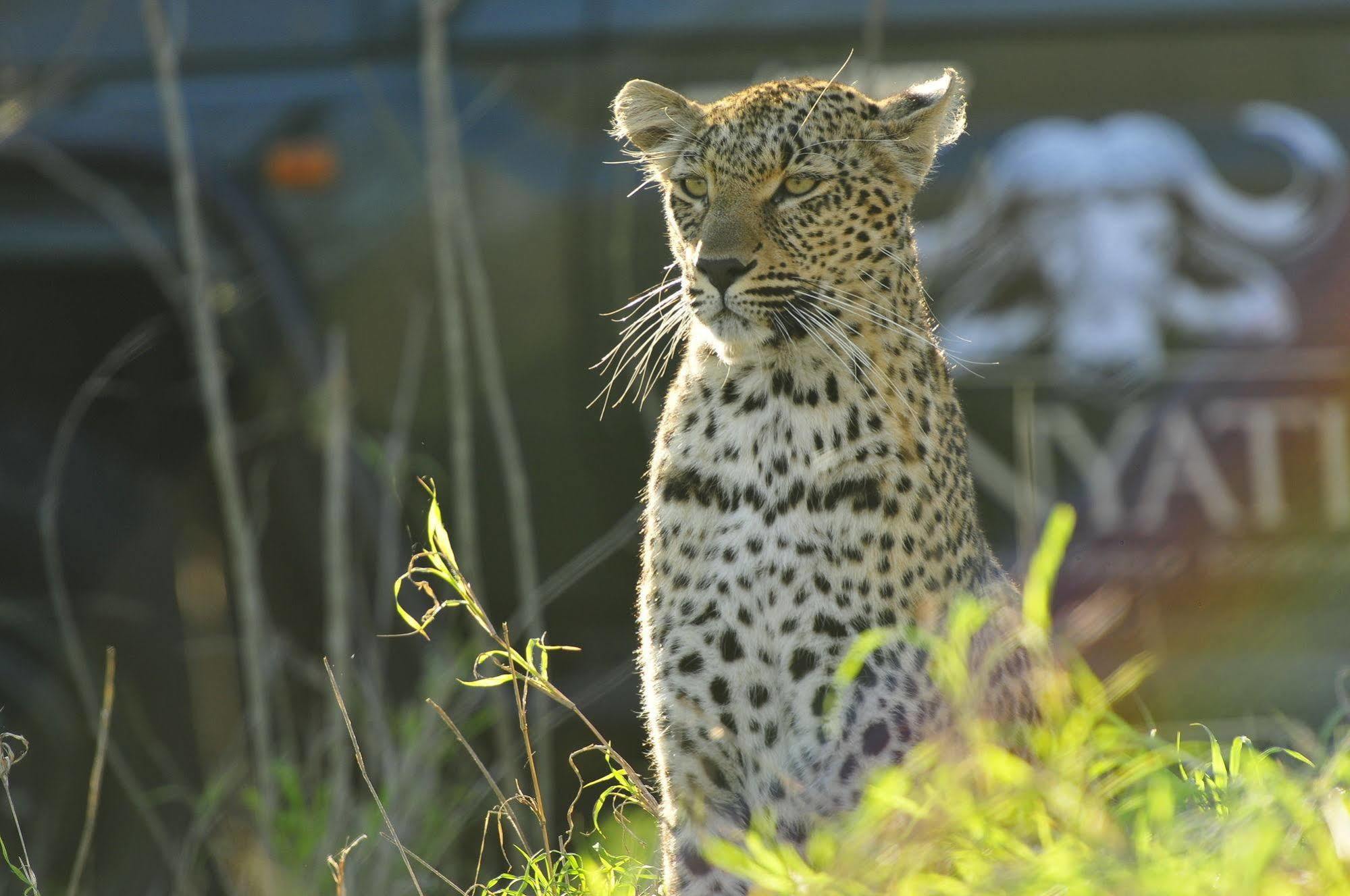 Inyati Game Lodge Metsi Exterior photo
